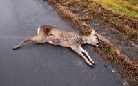 Zwolnij! Zwierze na drodze !!!